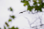 20130527230826-66bd3946
