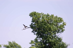 20130527230832-f808ed9a