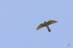 20130527230835-b1d69ce7
