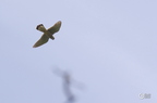 20130527230836-c0f6c48c