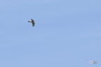 20130527230837-5961fffa