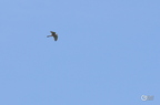 20130527230838-f17269af