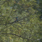 20130528230100-ad65e586