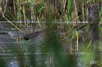 20130530104026-f1ee9c65