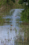 20130530104116-ef295a82