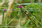20130530104126-fe0bc1c5