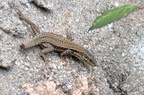 Lézard des murailles - Podarcis muralis