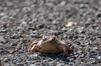 Grenouille rousse - Rana temporaria