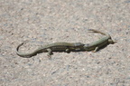 Lézard des murailles - Podarcis muralis