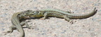 Lézard des murailles - Podarcis muralis