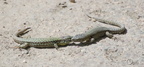 Lézard des murailles - Podarcis muralis