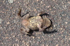 Crapaud commun - Bufo bufo