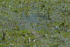 Grenouille verte (comestible) - Pelophylax klepton esculentus