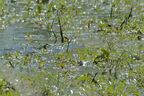 Grenouille verte (comestible) - Pelophylax klepton esculentus