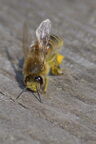 Abeille domestique (européenne) - Apis mellifera