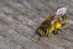 Abeille domestique (européenne) - Apis mellifera