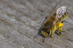 Abeille domestique (européenne) - Apis mellifera
