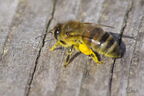 Abeille domestique (européenne) - Apis mellifera