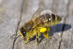 Abeille domestique (européenne) - Apis mellifera