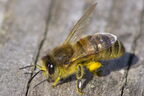 Abeille domestique (européenne) - Apis mellifera