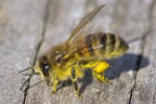 Abeille domestique (européenne) - Apis mellifera