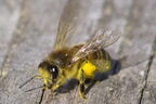 Abeille domestique (européenne) - Apis mellifera