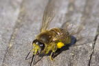 Abeille domestique (européenne) - Apis mellifera