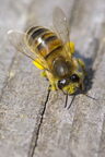Abeille domestique (européenne) - Apis mellifera