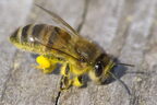 Abeille domestique (européenne) - Apis mellifera