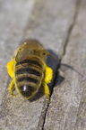 Abeille domestique (européenne) - Apis mellifera