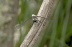 Orthétrum réticulé - Orthetrum cancellatum