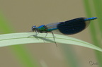 Caloptéryx éclatant - Calopteryx splendens