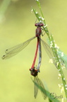 Nymphe au corps de feu (Petite) - Pyrrhosoma nymphula