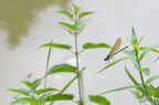 Caloptéryx éclatant - Calopteryx splendens