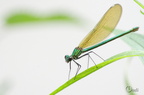 Caloptéryx éclatant - Calopteryx splendens
