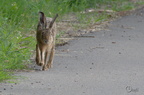 Lièvre d'Europe - Lepus europaeus