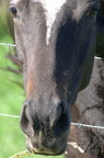 Cheval - Equus caballus