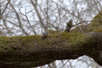 Sittelle torchepot - Sitta europaea