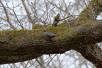 Sittelle torchepot - Sitta europaea