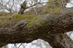 Sittelle torchepot - Sitta europaea