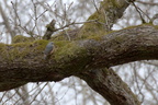 Sittelle torchepot - Sitta europaea