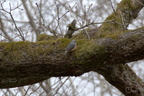 Sittelle torchepot - Sitta europaea