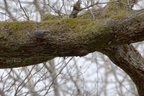 Sittelle torchepot - Sitta europaea