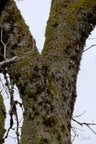 Sittelle torchepot - Sitta europaea