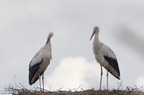 Cigogne blanche - Ciconia ciconia