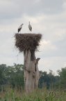 Cigogne blanche - Ciconia ciconia