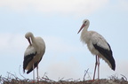 Cigogne blanche - Ciconia ciconia