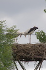 Cigogne blanche - Ciconia ciconia