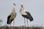 Cigogne blanche - Ciconia ciconia