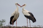 Cigogne blanche - Ciconia ciconia